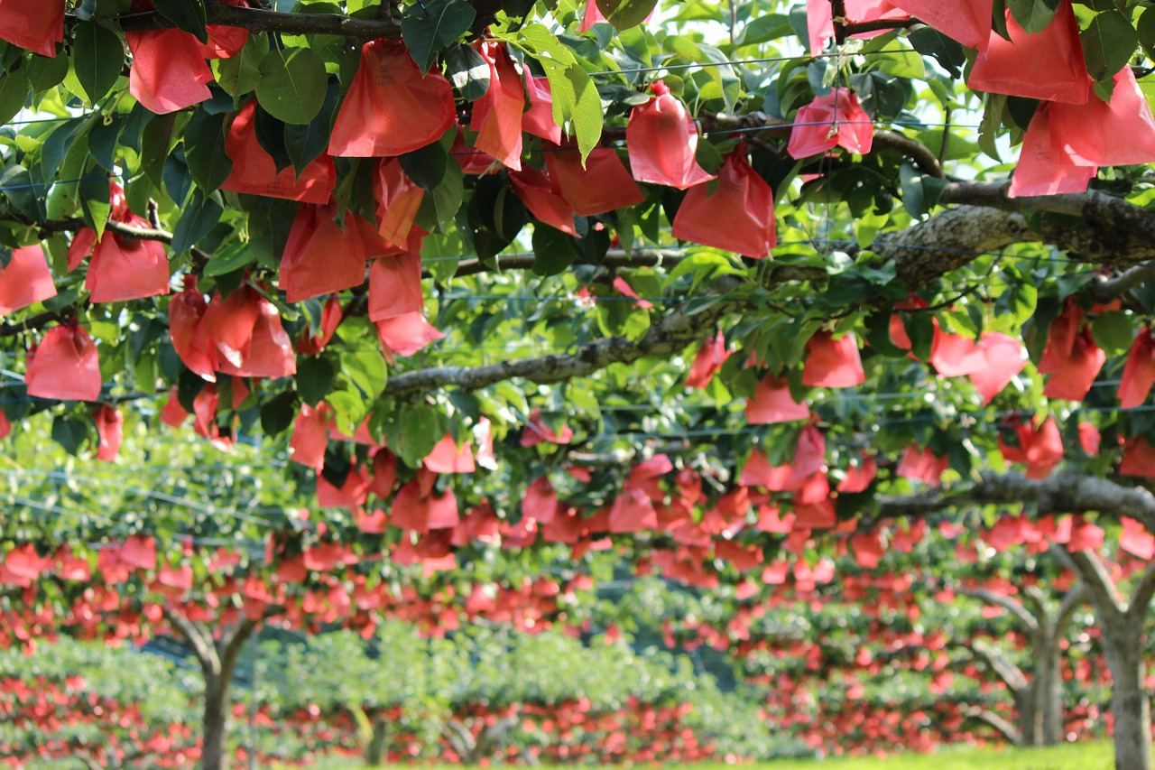 fukushima zainiwasaka pear free photo