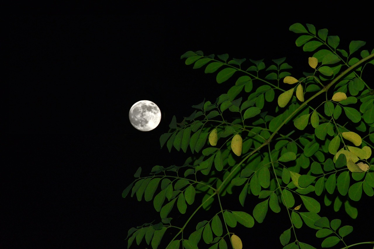 full moon night free photo