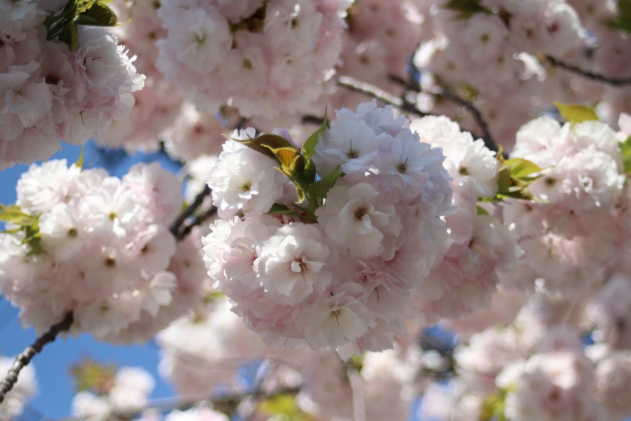 full bloom  cherry  spring free photo