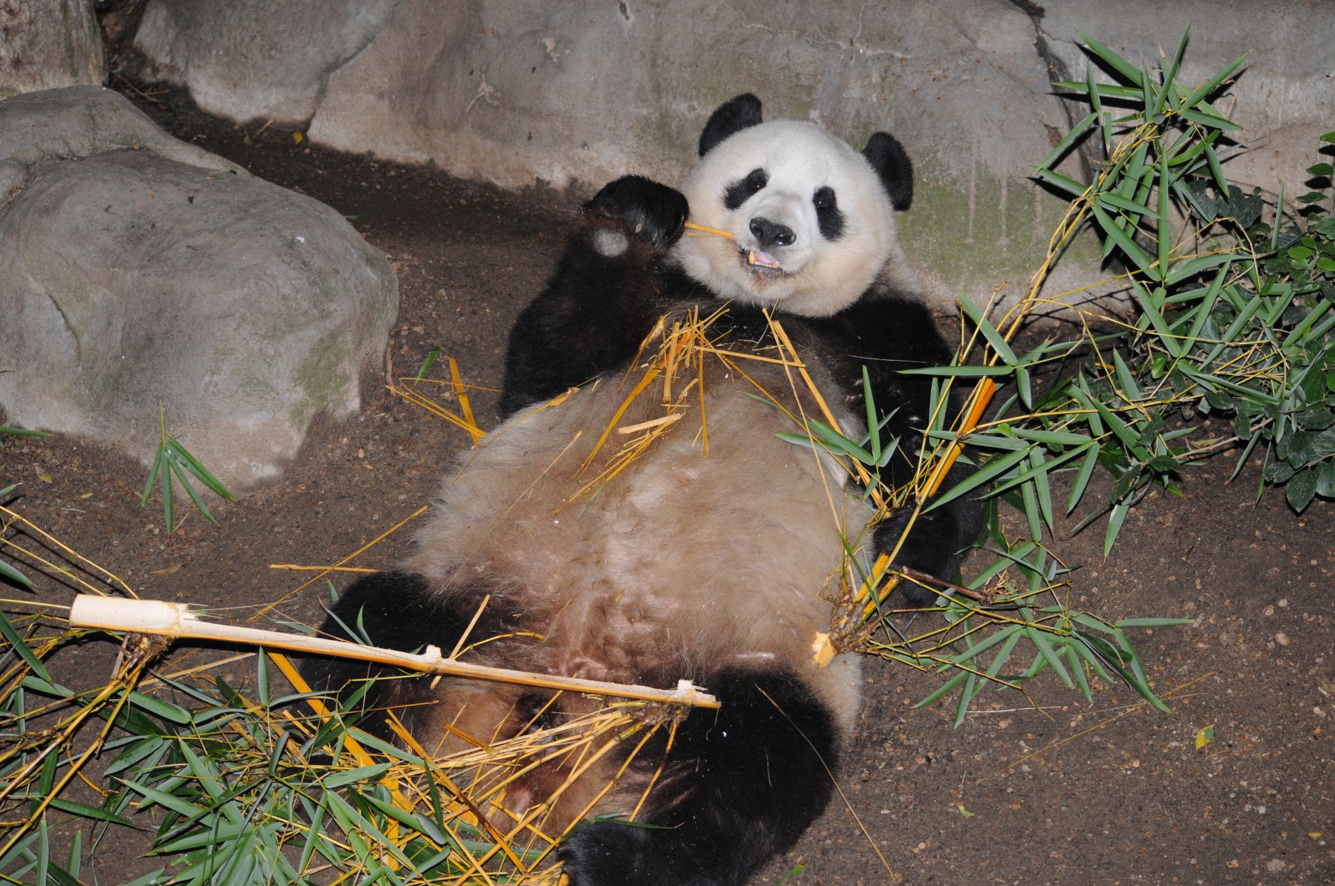 panda bear bear zoo free photo