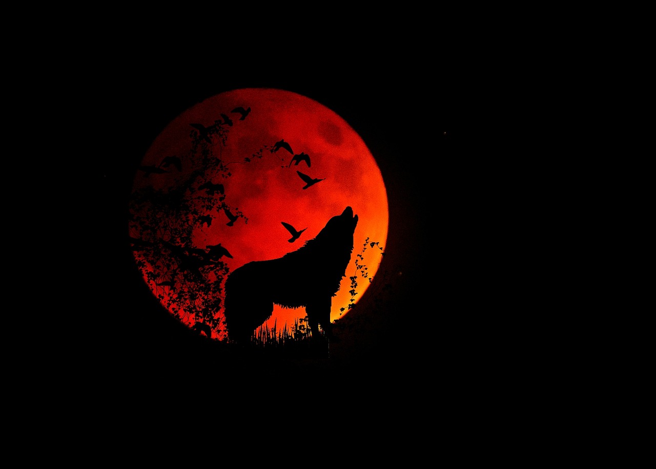 full moon moon wolf free photo