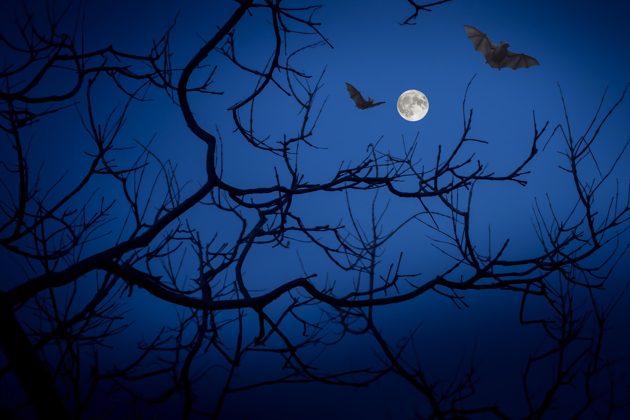 full moon  night  bats free photo