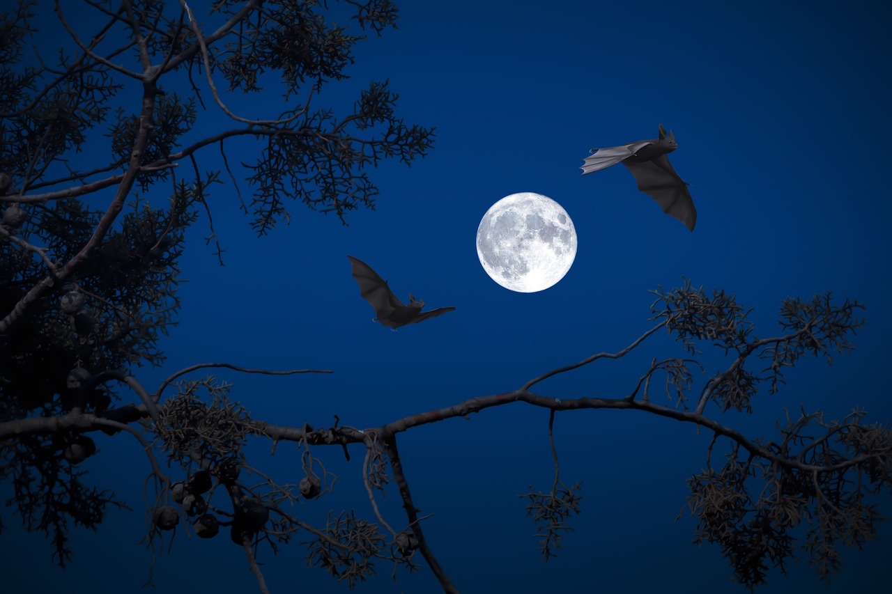 full moon  night  bats free photo