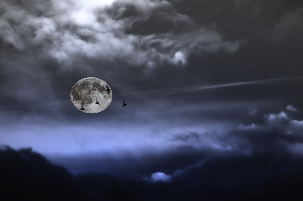 full moon night pipisterelli free photo