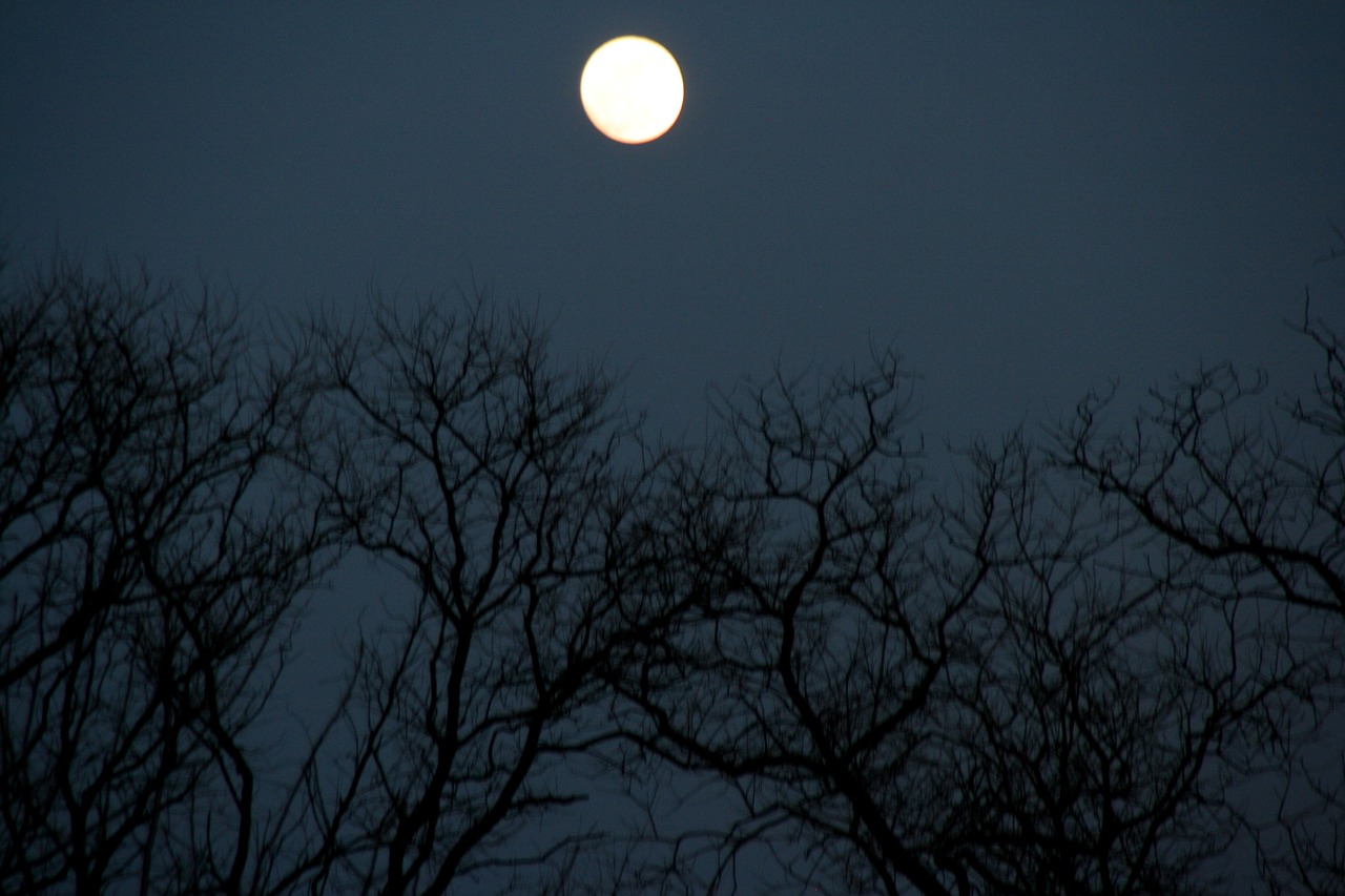 full moon tree night free photo
