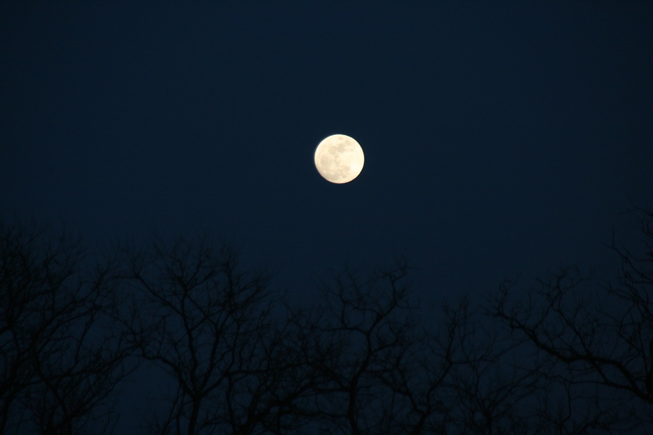 full moon tree night free photo