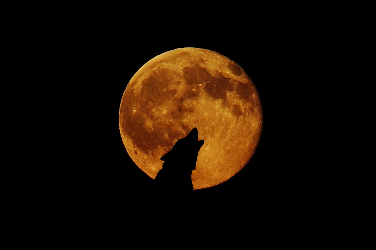 full moon moon wolf free photo