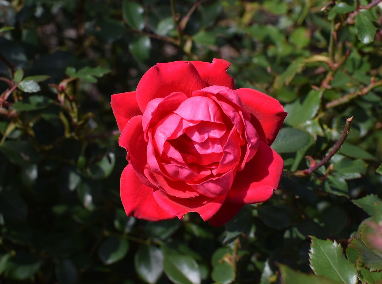 fully-open fall red rose rose flower free photo