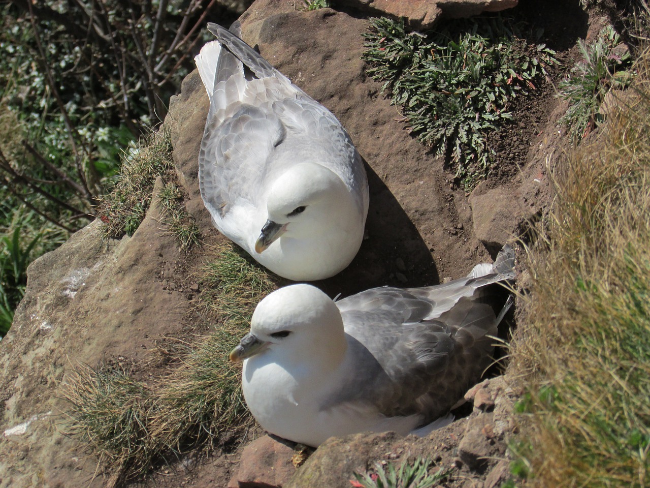 fulmars seabird nesting free photo