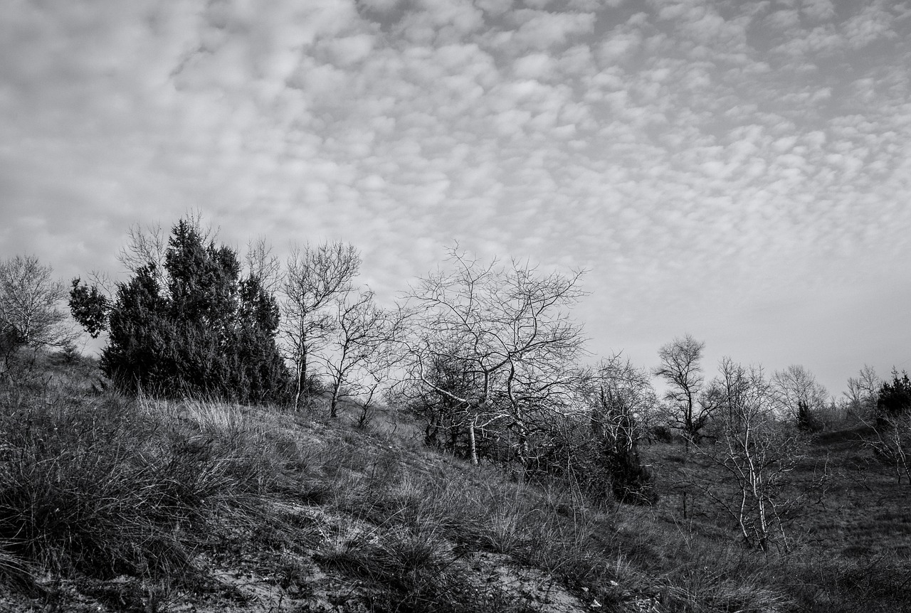 fülöpháza nature sand hills free photo