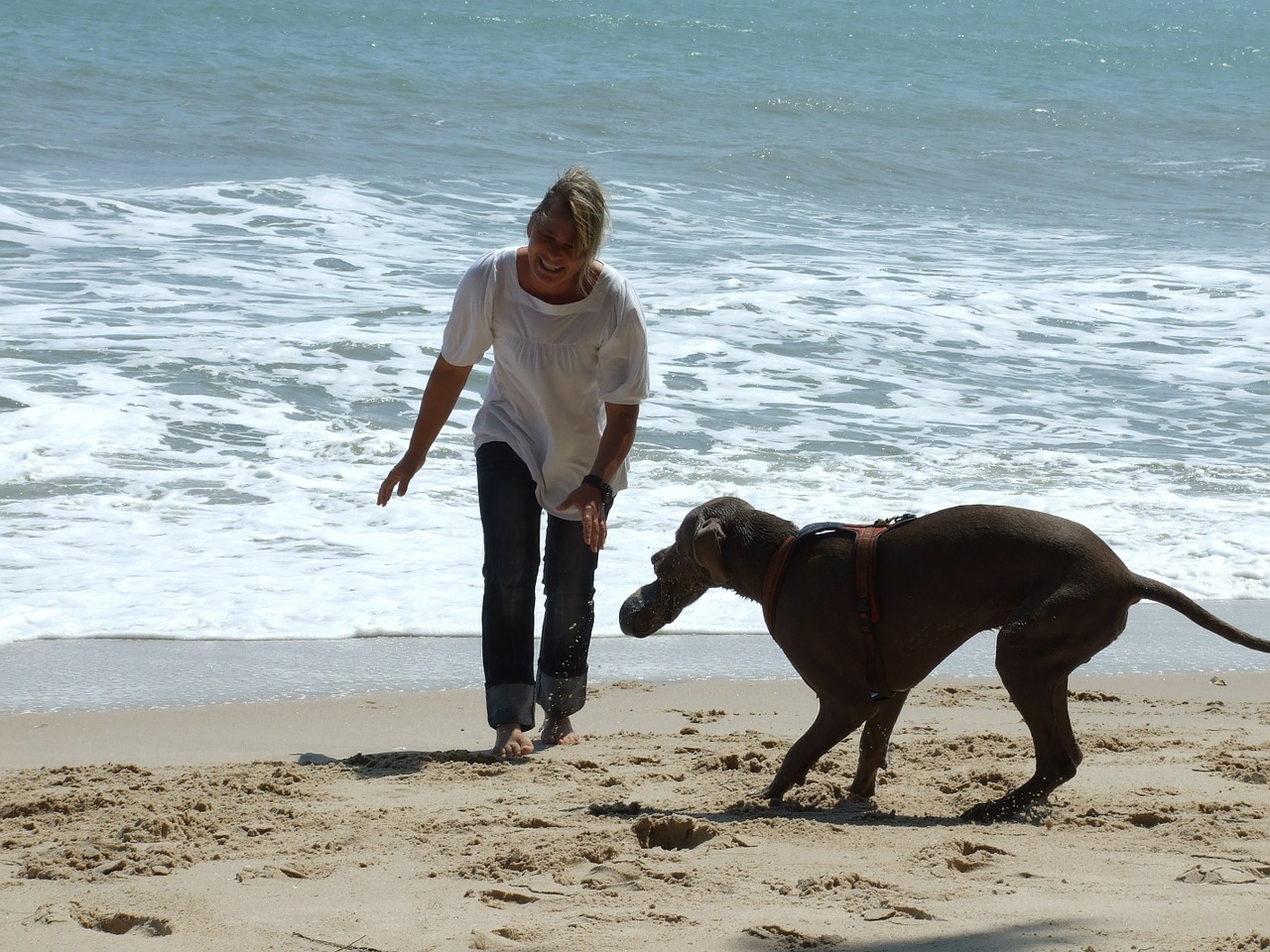 fun beach dog free photo