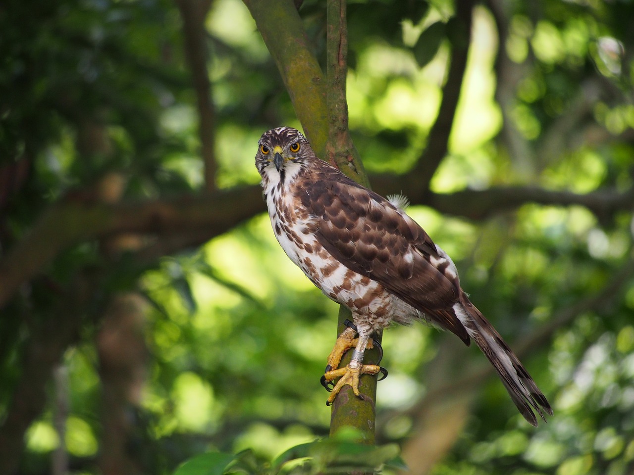 fung head goshawk ferocious watch free photo