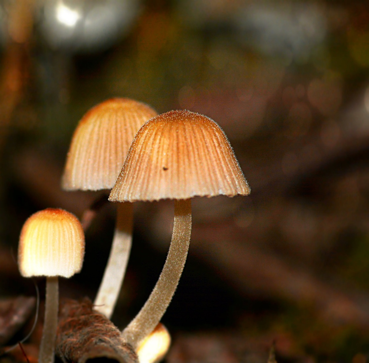 fungi autumn forest free photo