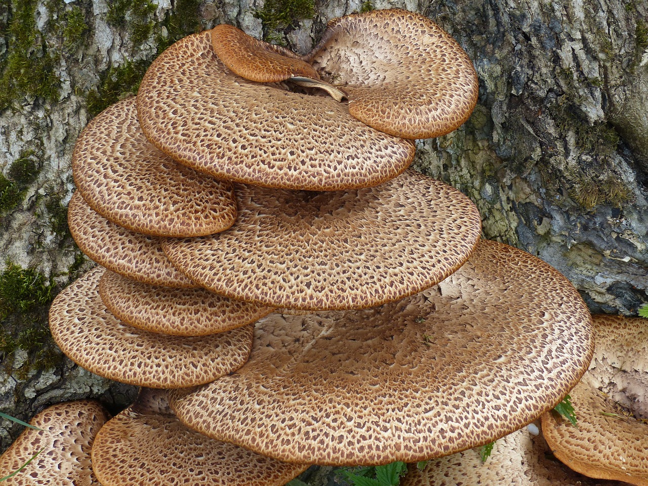 fungi tree bark free photo