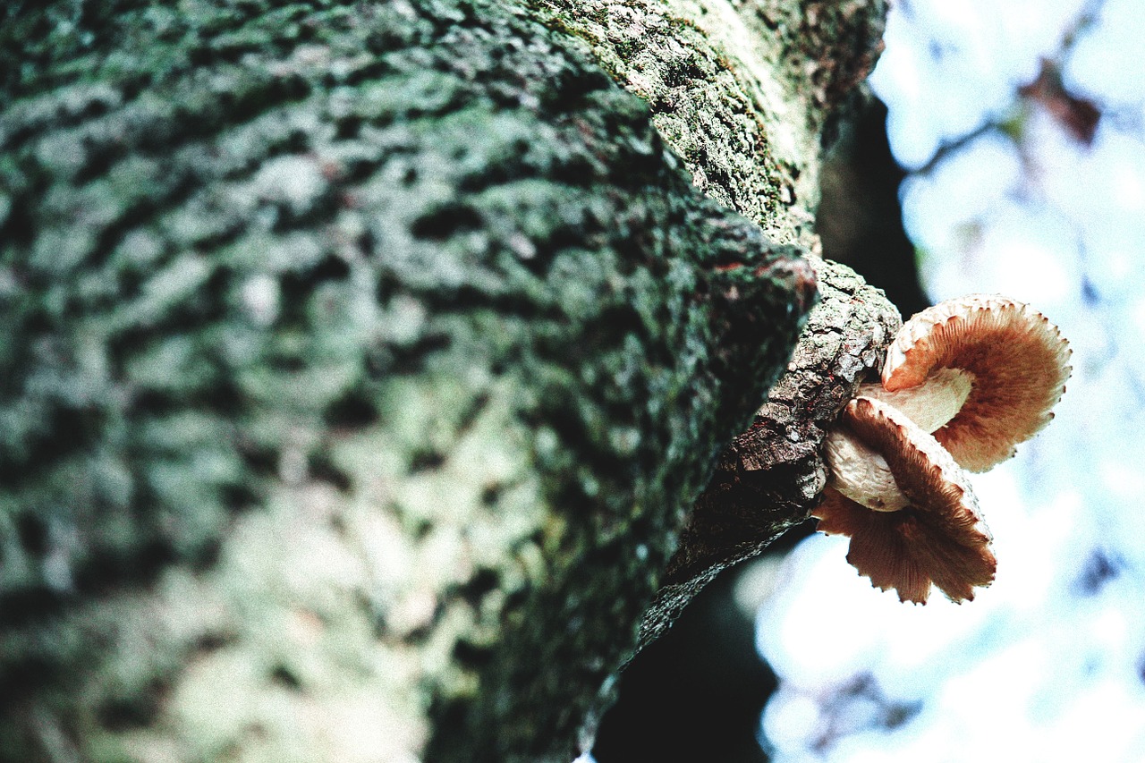 fungi mushroom fungus free photo