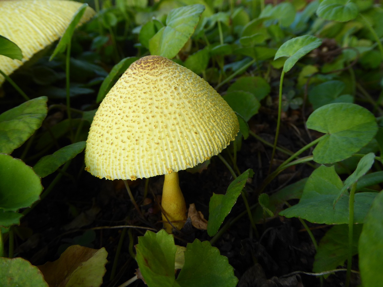 fungi yellow mushroom free photo