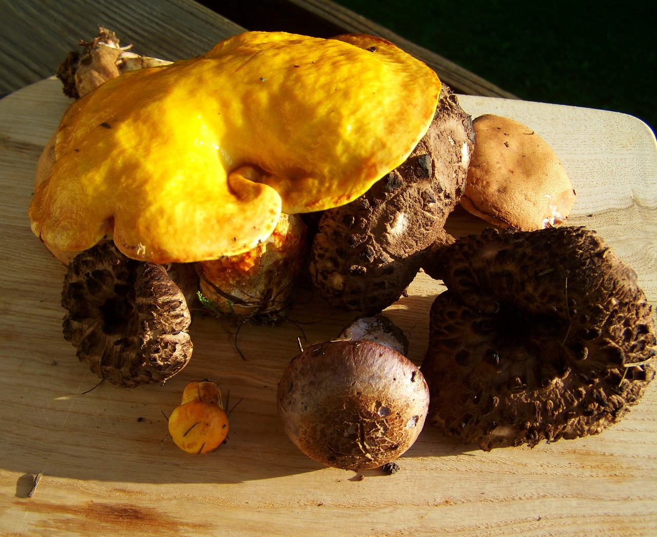 fungi mixed yellow free photo