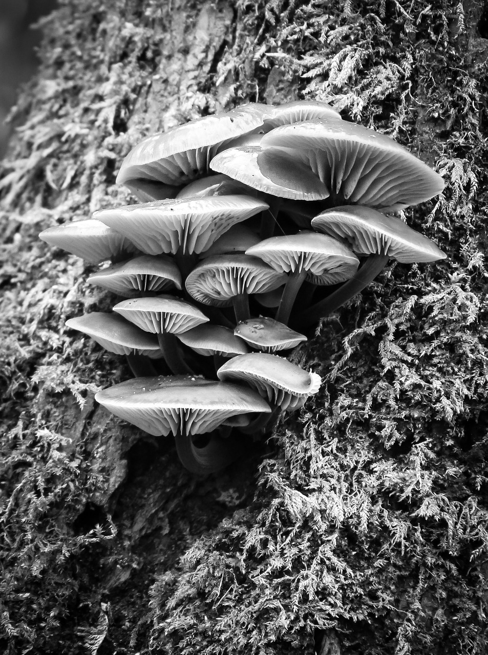 fungi tree nature free photo