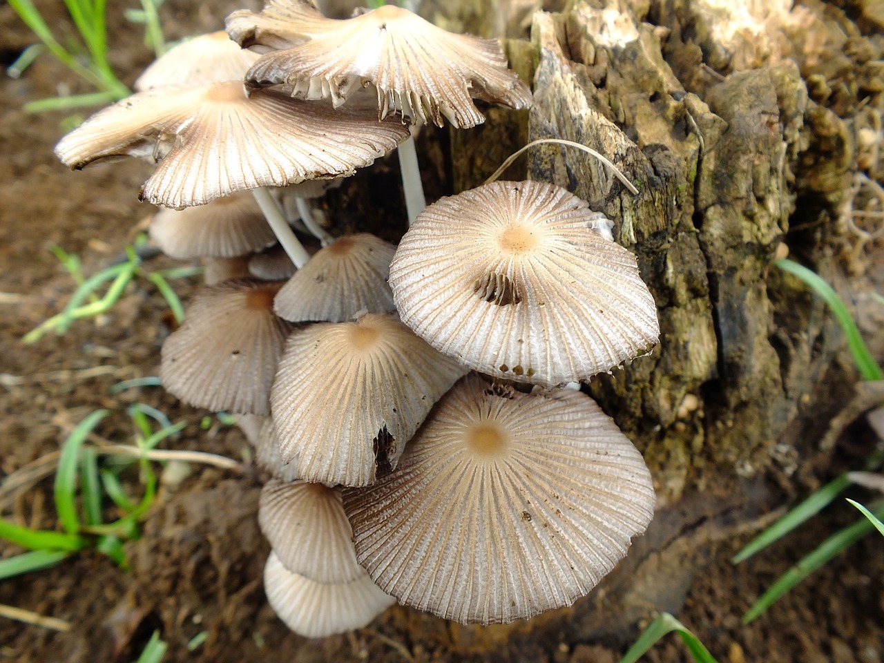 fungi plant nature free photo