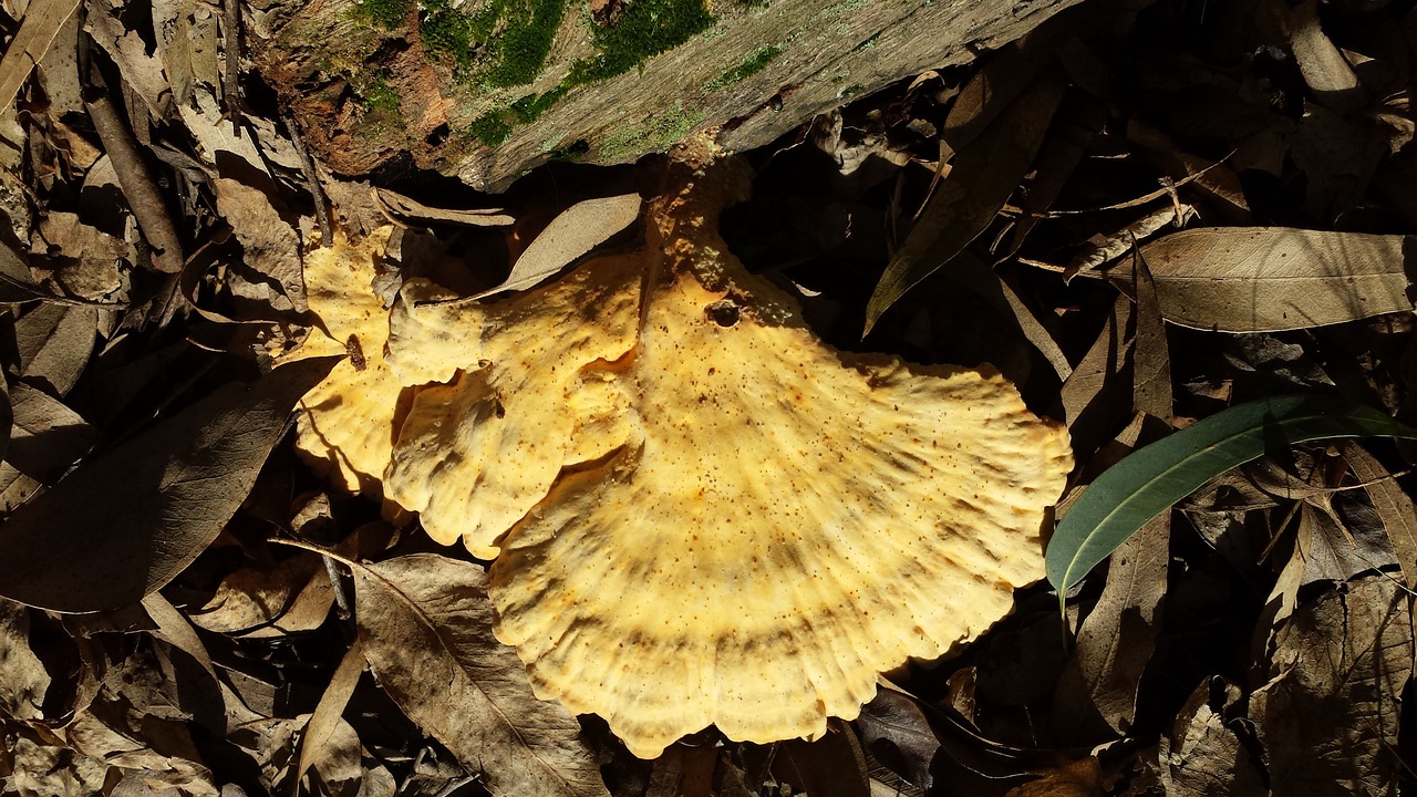 fungi nature forest free photo