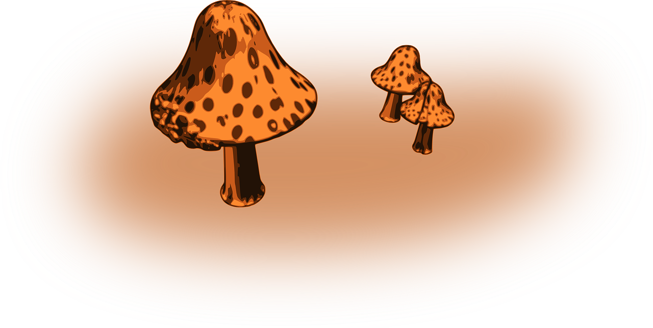 fungi fungus mushrooms free photo