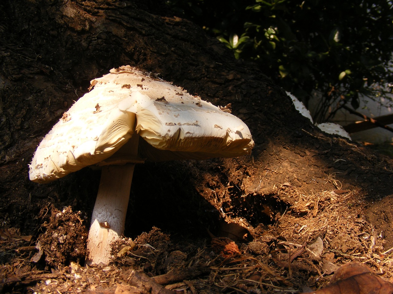 fungi mushroom nature free photo