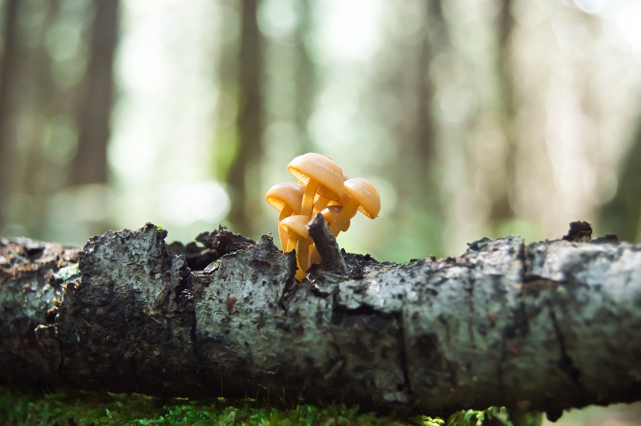 fungi forest macro free photo