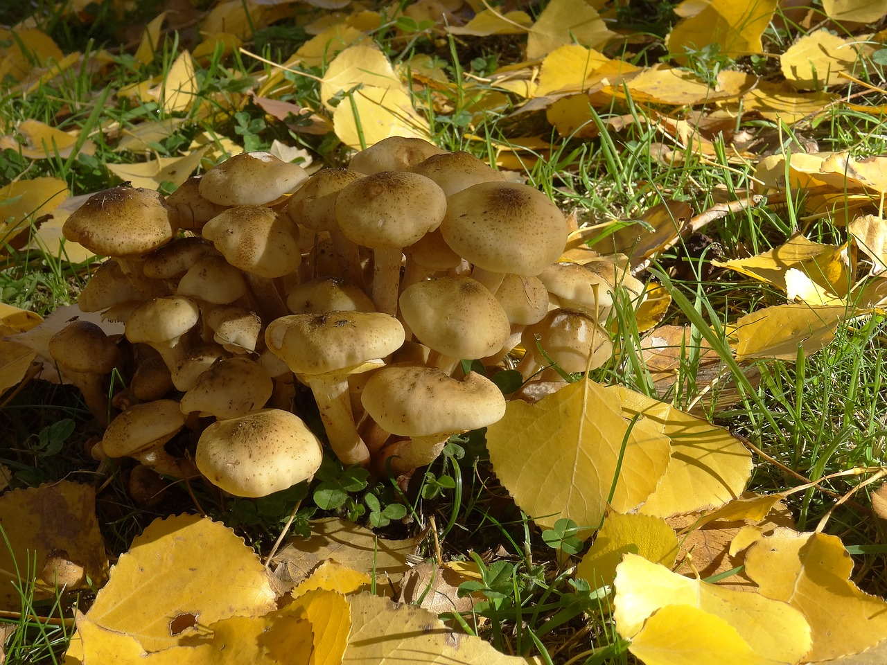 fungi mushrooms nature free photo