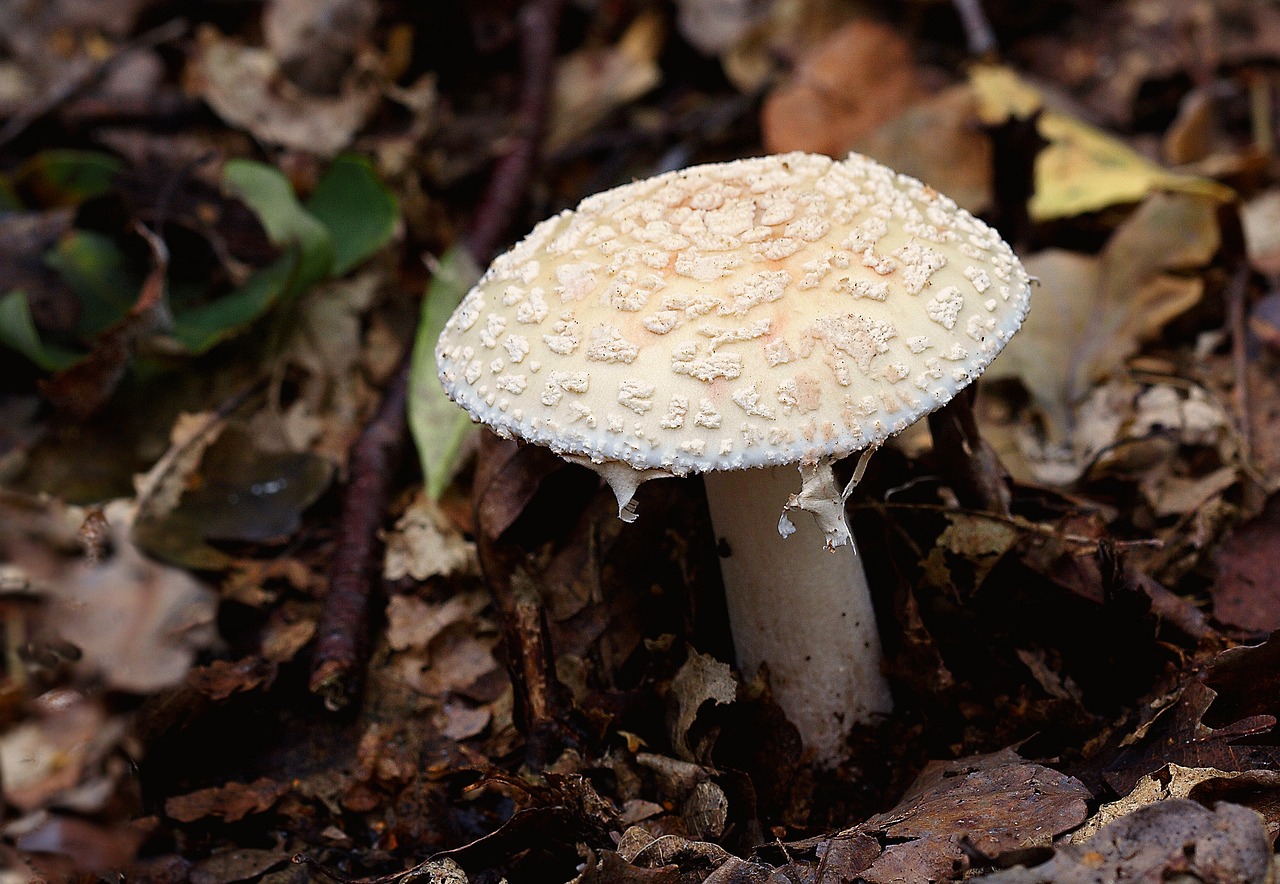 fungi toadstool autumn free photo