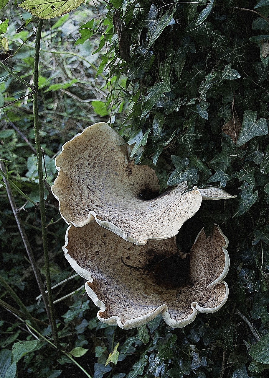 fungi autumn mushroom free photo