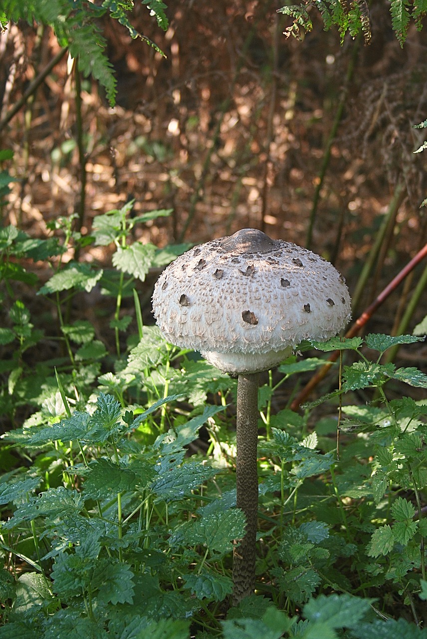 fungi autumn mushroom free photo