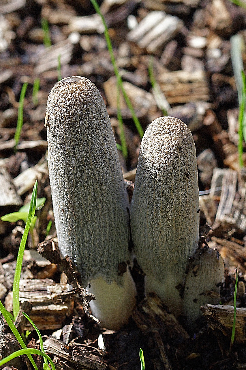 fungi autumn mushroom free photo