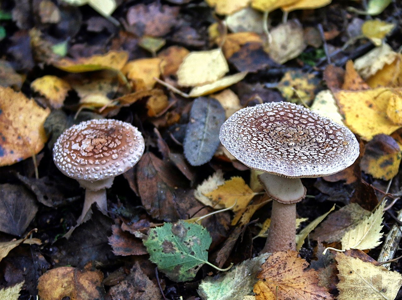 fungi autumn mushroom free photo