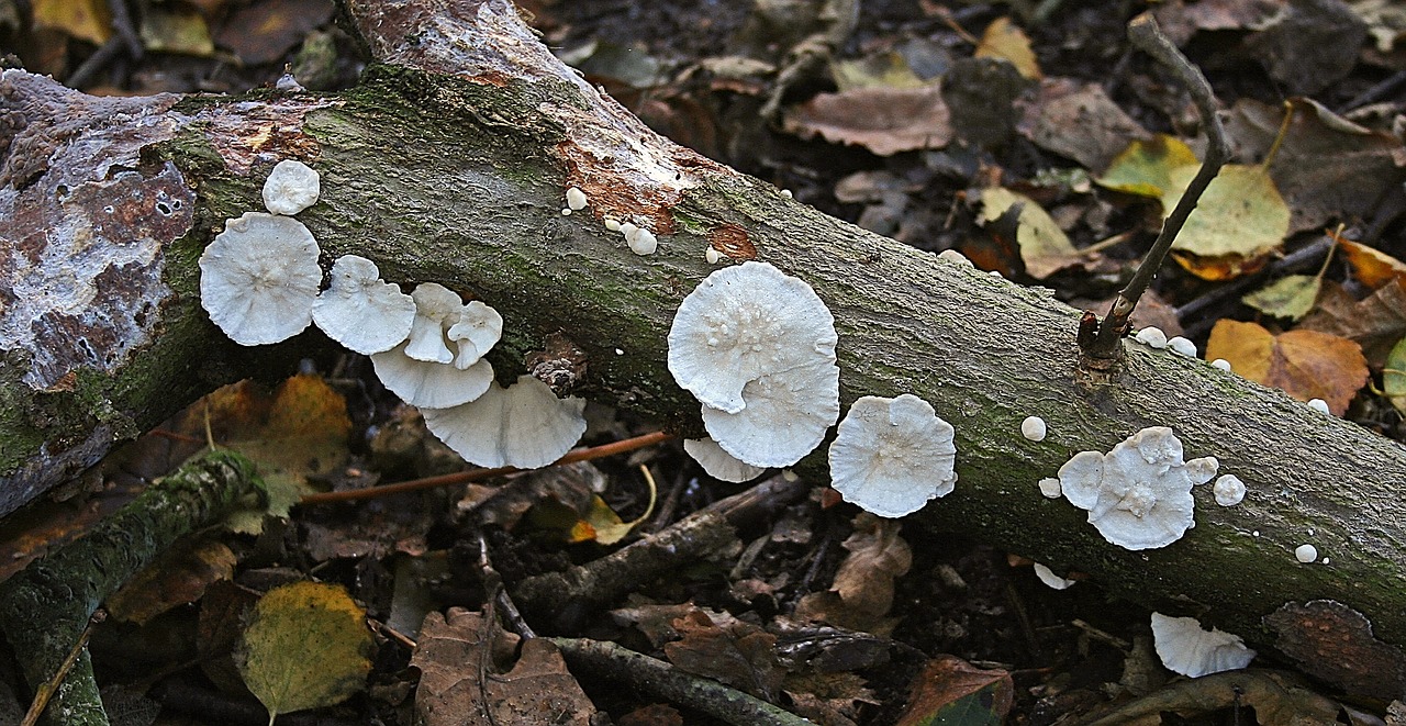 fungi autumn mushroom free photo