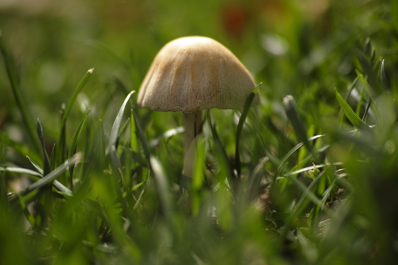 mushroom plant little free photo