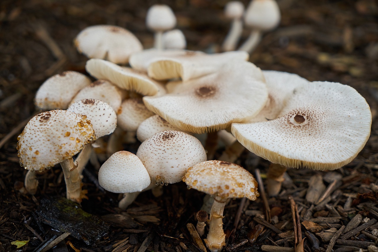 mushroom plant nature free photo