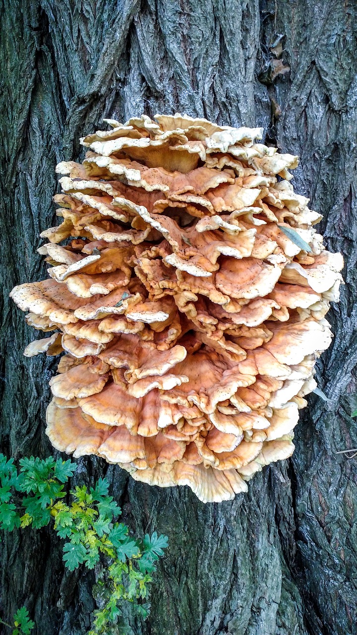 fungi tree fungus free photo