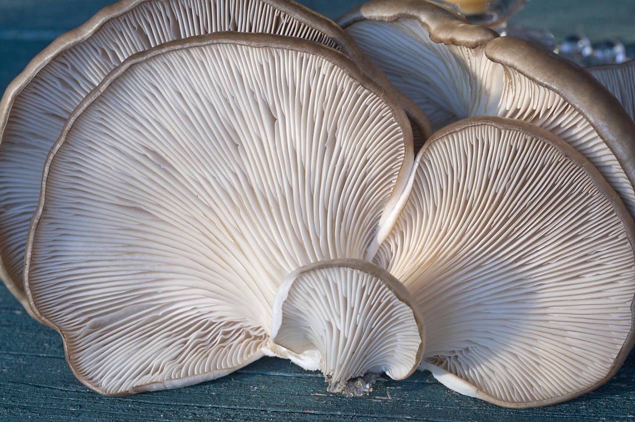 fungi oyster mushroom free photo