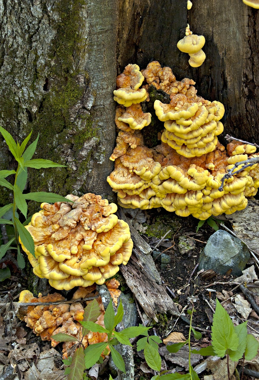 fungi chicken of the woods mushroom free photo