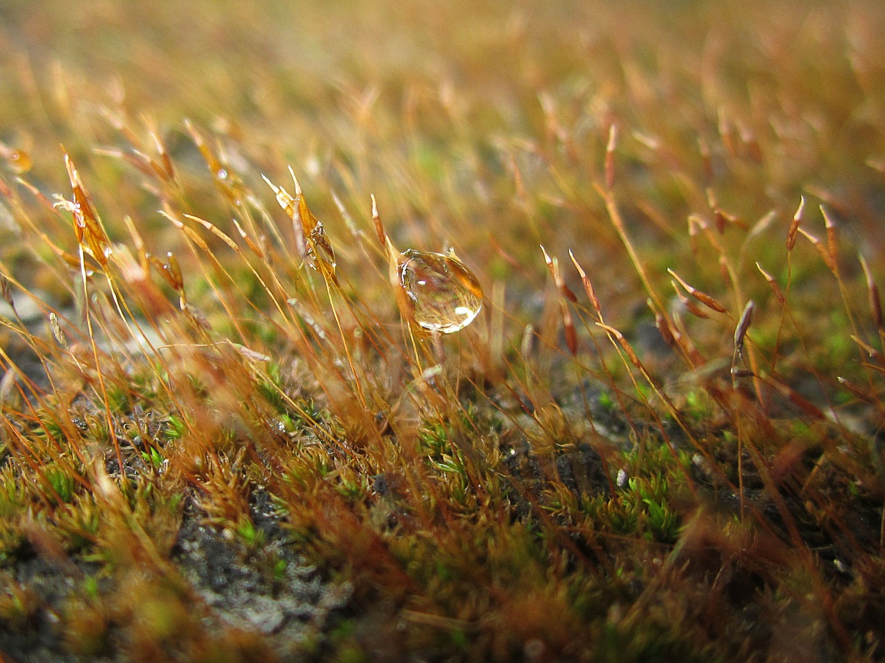 fungi stem growth free photo