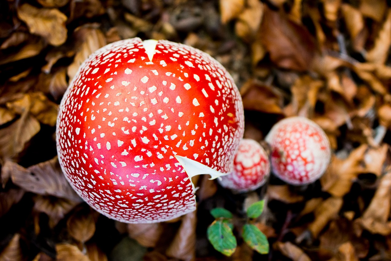 fungi zetas mushrooms free photo