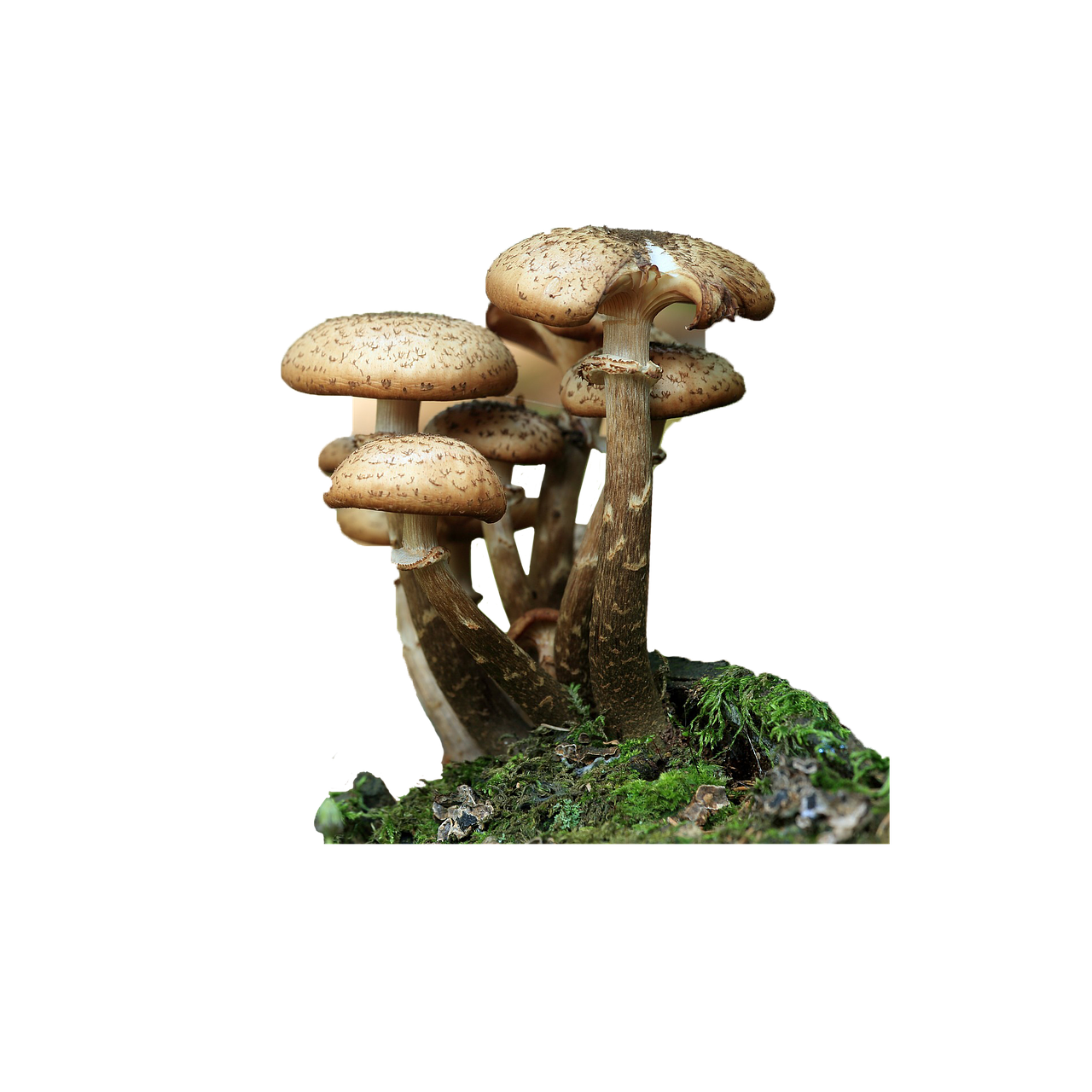 fungi mushrooms forest free photo