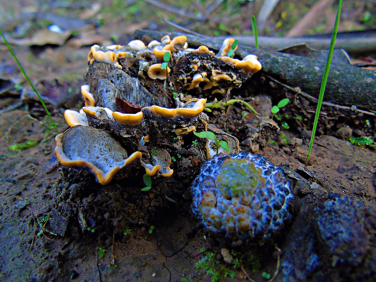 fungi nature trunk free photo