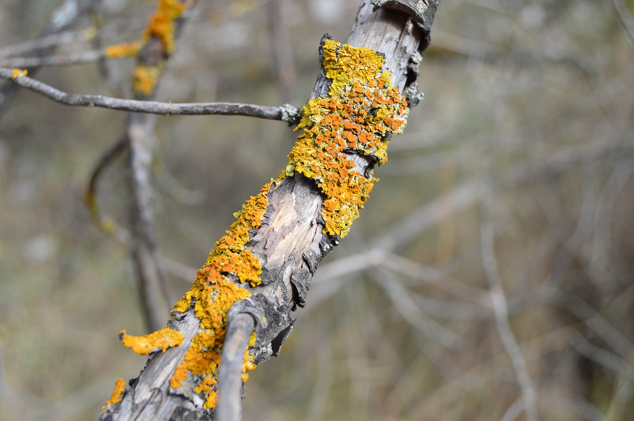 fungi nature lichen free photo