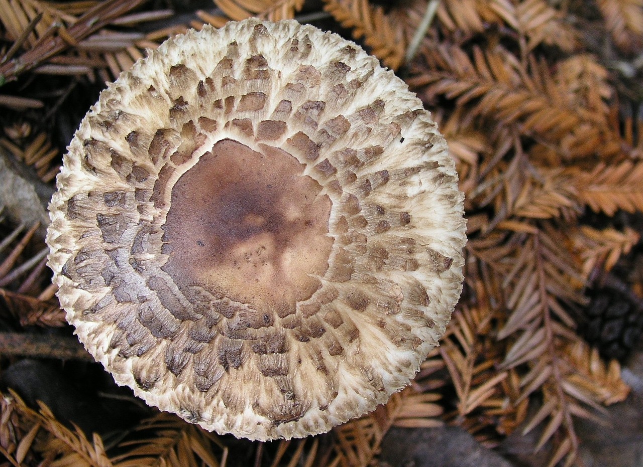 fungi mushroom nature free photo