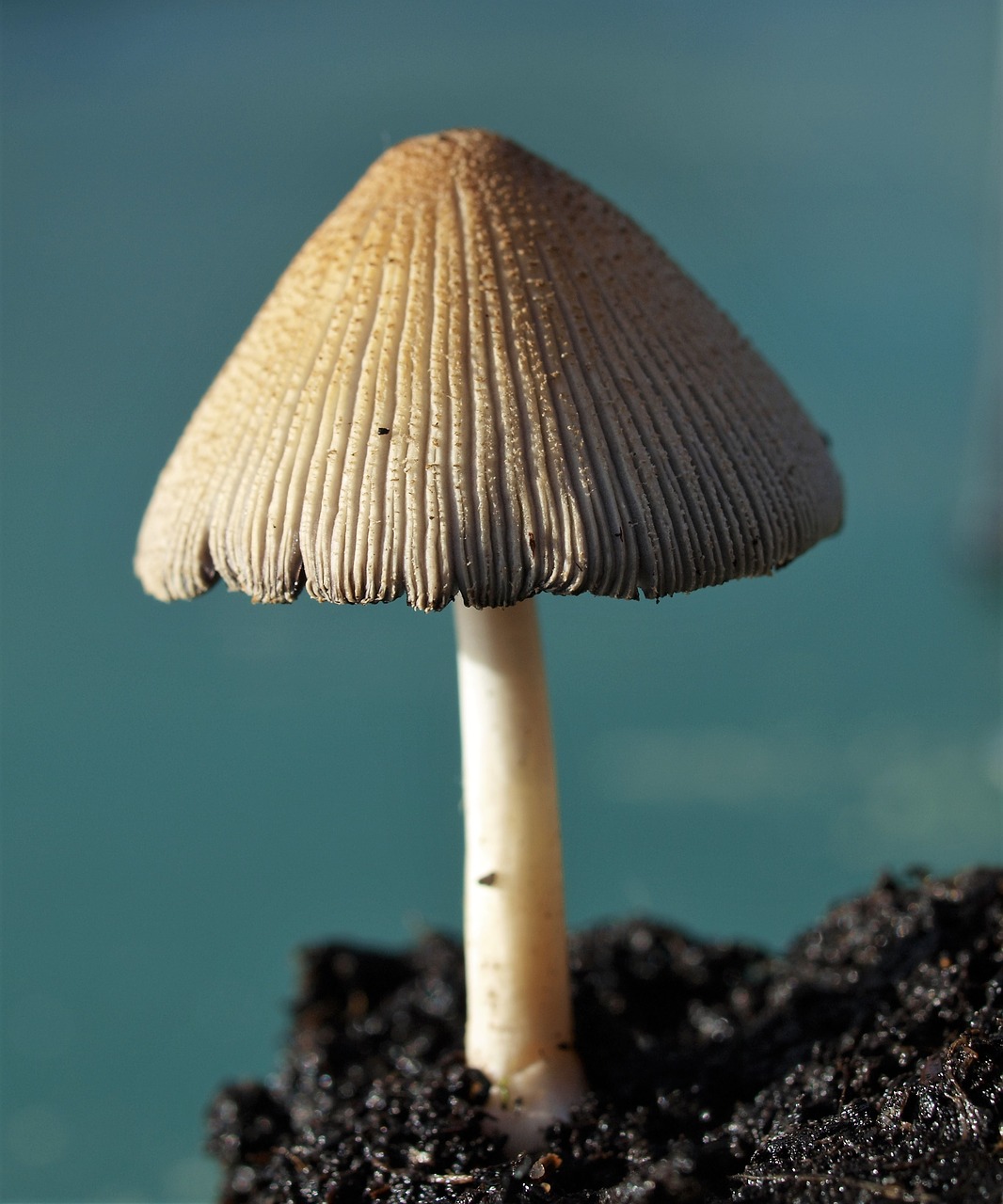 fungi toadstool nature free photo
