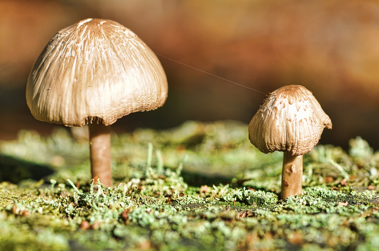 fungi woodland pair free photo