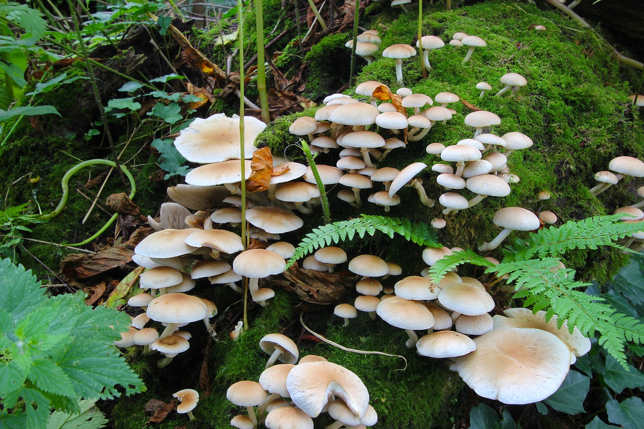 fungi toadstools fungus free photo