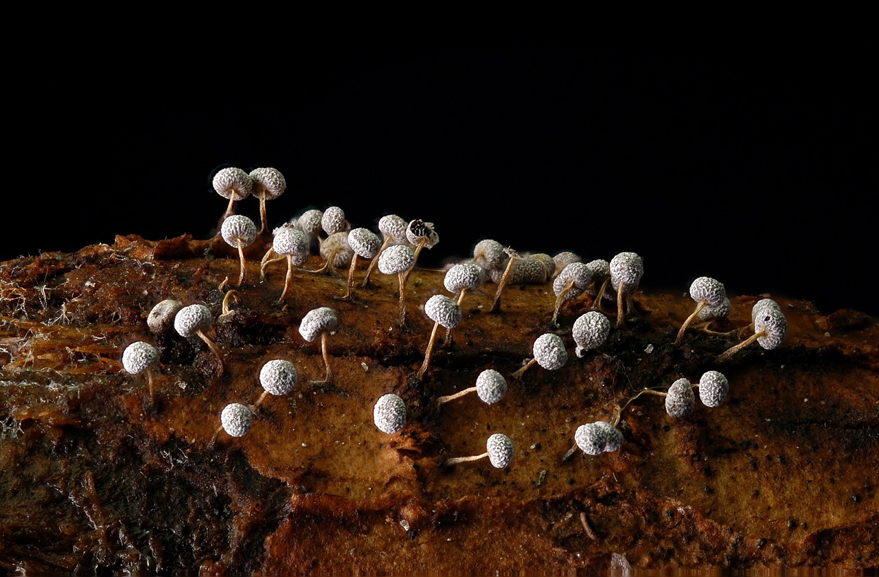 fungi wood tiny free photo