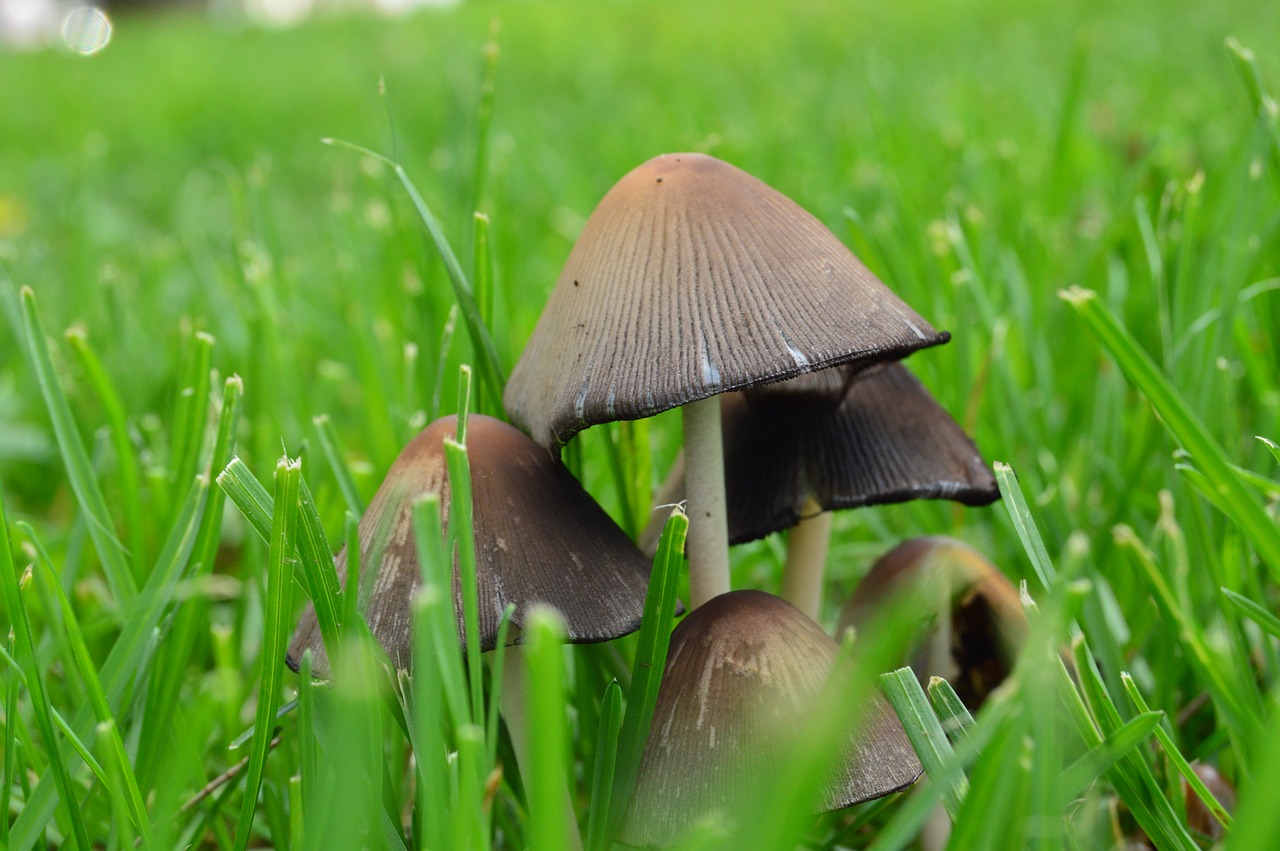 fungi nature forest free photo